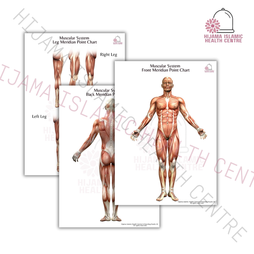 Muscular system - Meridian point chart