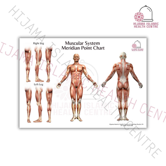 Muscular system - Meridian point chart