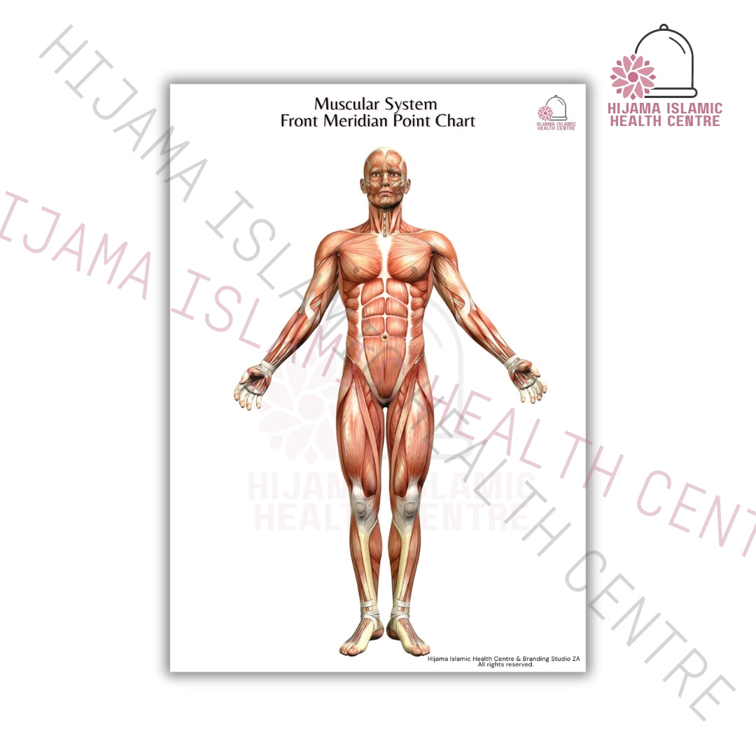 Muscular system - Meridian point chart