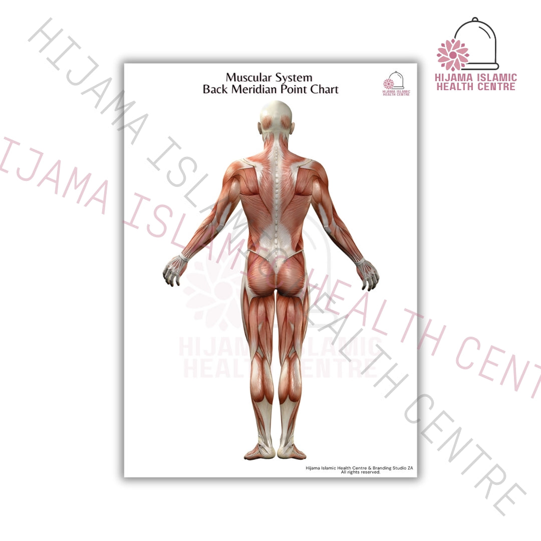 Muscular system - Meridian point chart