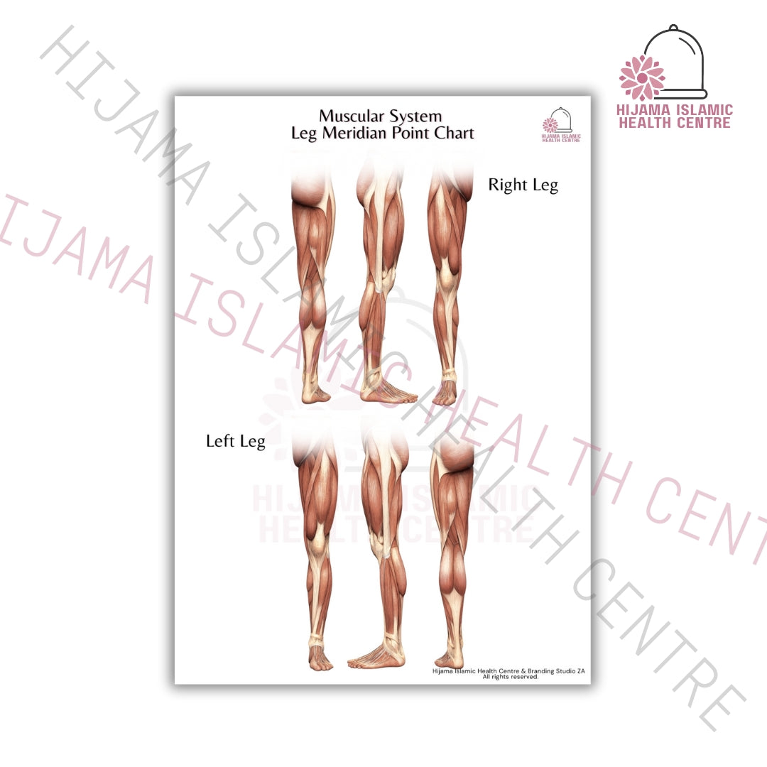 Muscular system - Meridian point chart